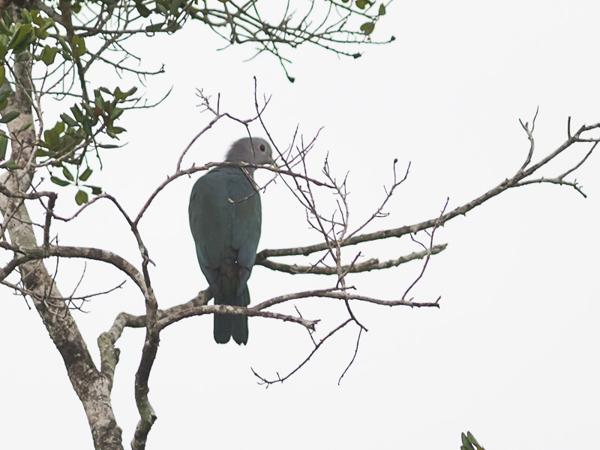<h3><a href="/trips/srilanka/biota/animalia/chordata/aves/026 columbiformes/001 columbidae/ducula aenea/ducula aenea-nl.html">Ducula&nbsp;aenea</a> / Green&nbsp;imperial&nbsp;pigeon / Groene&nbsp;muskaatduif</h3>NIKON D500 met AF-S Nikkor 300mm f/2.8G IF-ED VR II, 1/2500 sec  bij F3.2, ISO 800, afstand 29.8&nbsp;m